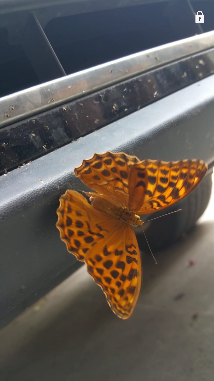 Pandoriana pandora o Argynnis paphia? Argynnis paphia, femmina